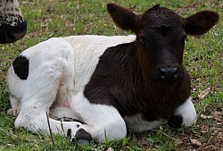 mini cow miniature cattle for sale Texas near me Fort Worth Weatherford Mineral Wells Stephenville Decatur Bowie Graford Palo Pinto Parker County Dallas Millsap Brock Cool Springtown