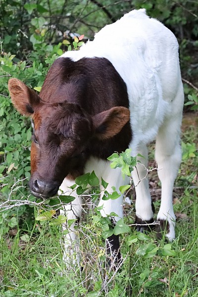 mini cow miniature cattle for sale Texas near me Fort Worth Weatherford Mineral Wells Stephenville Decatur Bowie Graford Palo Pinto Parker County Dallas Millsap Brock Cool Springtown