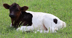 mini cow miniature cattle for sale Texas near me Fort Worth Weatherford Mineral Wells Stephenville Decatur Bowie Graford Palo Pinto Parker County Dallas Millsap Brock Cool Springtown