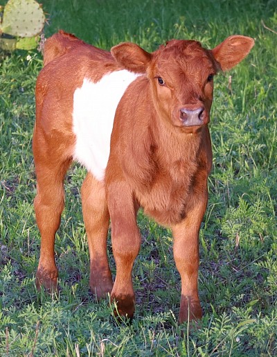 mini cow miniature cattle for sale Texas near me Fort Worth Weatherford Mineral Wells Stephenville Decatur Bowie Graford Palo Pinto Parker County Dallas Millsap Brock Cool Springtown