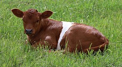 mini cow miniature cattle for sale Texas near me Fort Worth Weatherford Mineral Wells Stephenville Decatur Bowie Graford Palo Pinto Parker County Dallas Millsap Brock Cool Springtown