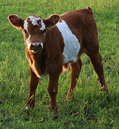 mini cow miniature cattle for sale Texas near me Fort Worth Weatherford Mineral Wells Stephenville Decatur Bowie Graford Palo Pinto Parker County Dallas Millsap Brock Cool Springtown