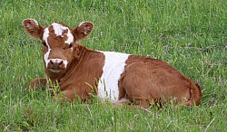 mini cow miniature cattle for sale Texas near me Fort Worth Weatherford Mineral Wells Stephenville Decatur Bowie Graford Palo Pinto Parker County Dallas Millsap Brock Cool Springtown