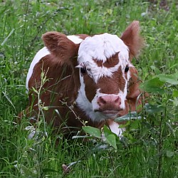 mini cow miniature cattle for sale Texas near me Fort Worth Weatherford Mineral Wells Stephenville Decatur Bowie Graford Palo Pinto Parker County Dallas Millsap Brock Cool Springtown