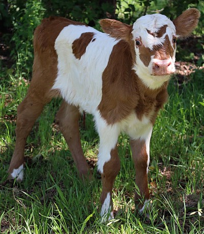 mini cow miniature cattle for sale Texas near me Fort Worth Weatherford Mineral Wells Stephenville Decatur Bowie Graford Palo Pinto Parker County Dallas Millsap Brock Cool Springtown