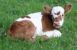 mini cow miniature cattle for sale Texas near me Fort Worth Weatherford Mineral Wells Stephenville Decatur Bowie Graford Palo Pinto Parker County Dallas Millsap Brock Cool Springtown