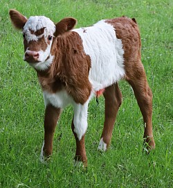 mini cow miniature cattle for sale Texas near me Fort Worth Weatherford Mineral Wells Stephenville Decatur Bowie Graford Palo Pinto Parker County Dallas Millsap Brock Cool Springtown