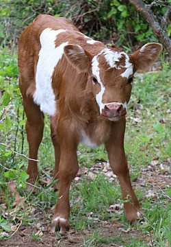 mini cow miniature cattle for sale Texas near me Fort Worth Weatherford Mineral Wells Stephenville Decatur Bowie Graford Palo Pinto Parker County Dallas Millsap Brock Cool Springtown