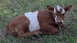mini cow miniature cattle for sale Texas near me Fort Worth Weatherford Mineral Wells Stephenville Decatur Bowie Graford Palo Pinto Parker County Dallas Millsap Brock Cool Springtown