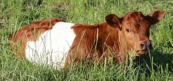 mini cow miniature cattle for sale Texas near me Fort Worth Weatherford Mineral Wells Stephenville Decatur Bowie Graford Palo Pinto Parker County Dallas Millsap Brock Cool Springtown