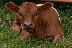mini cow miniature cattle for sale Texas near me Fort Worth Weatherford Mineral Wells Stephenville Decatur Bowie Graford Palo Pinto Parker County Dallas Millsap Brock Cool Springtown